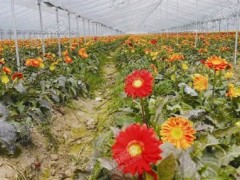 温州发展了鲜切花种植基地