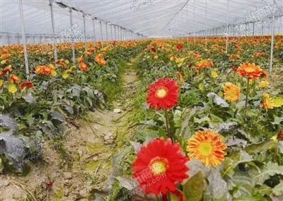 浙江：温州发展了鲜切花种植基地(配图)