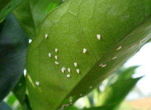 秋季花卉主要发生的病虫害及其防治 (2)