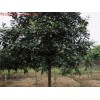 新品绿化苗木椤木石楠，8公分椤木石楠