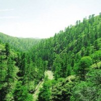 湖南绿色林业绘出生态产业“惠民图”