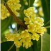 广西省桂林市全州供应桂花10一30公分大桂花。