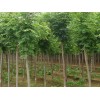 求购8公分速生白蜡