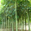 求购11公分的青桐