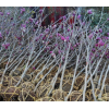 求购红花玉兰
