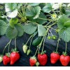 优质草莓苗种植 价格低 提供各类草莓苗 成活率高