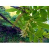 求购15公分枫杨