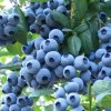 考斯特蓝莓苗