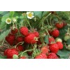 优质草莓苗种植 价格低 提供各类草莓苗 成活率高