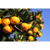 红美人（爱媛28号）柑橘苗木，皮薄汁多，柑桔界的爱马仕