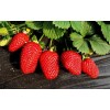 圣德安瑞斯草莓苗价格