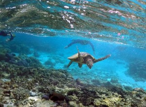 澳洲大堡礁－Great Barrier Reef Queensland