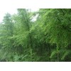 求购：求购几个规格中山杉，15的18的20的