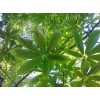 求购：4公分的七叶树1900颗