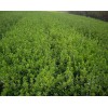 求购冬青苗 2万棵