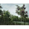 一米3量5.5公分香花槐，正常土球两年冒，保定附近货源。