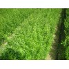 求购：1米以上水腊