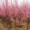 求购：3公分榆叶梅