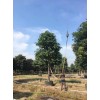 求购：20公分秋枫
