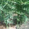 求购：高3米紫竹