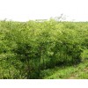 求购5公分榉树