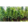 求购：3.4.5公分北栾