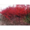 求购，3公分的红叶桃2000棵，4公分的北美海棠