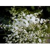 小大棵珍珠绣线菊80高