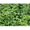 大量求购60 到80的卫矛