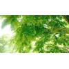 求购黑吉辽水曲柳胸径1.5公分裸根占地用