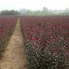 现款求购 9公分的紫叶矮樱