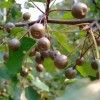 求购 杜梨树，6公分