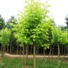 求购青叶复叶槭15公分土球全冠200棵有货的联系
