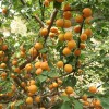 求购杏树12公分16颗